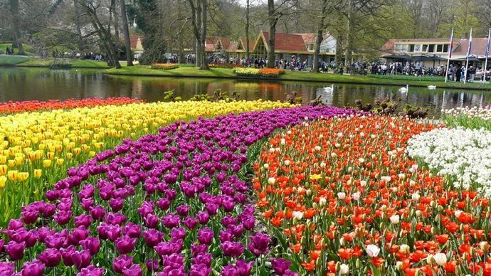 Ziedu svētki Holandē